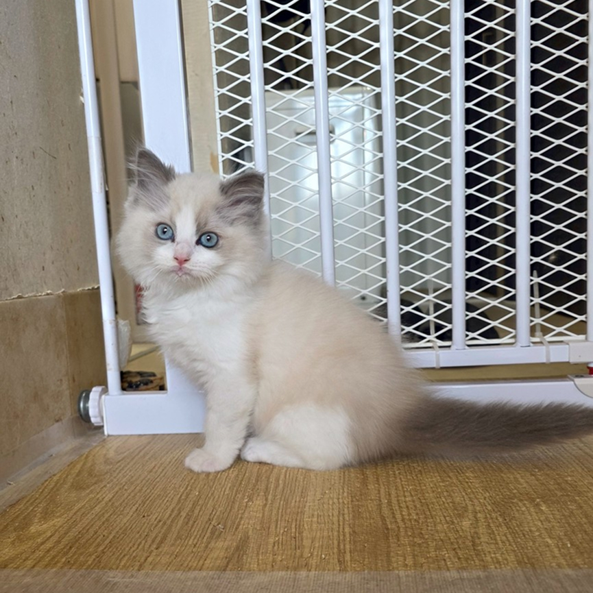シュクレ